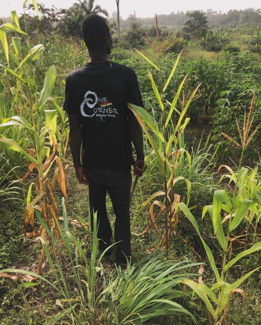 One Corner Farms — 12-acre farm in Ghana's Eastern Region